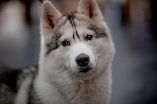 dog, canine, pet, domestic, animal, nature, cute, mammal, eyes, portrait, dog, dog, dog, dog, dog