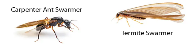 An image portraying a carpenter ant swarmer and termite swarmer.