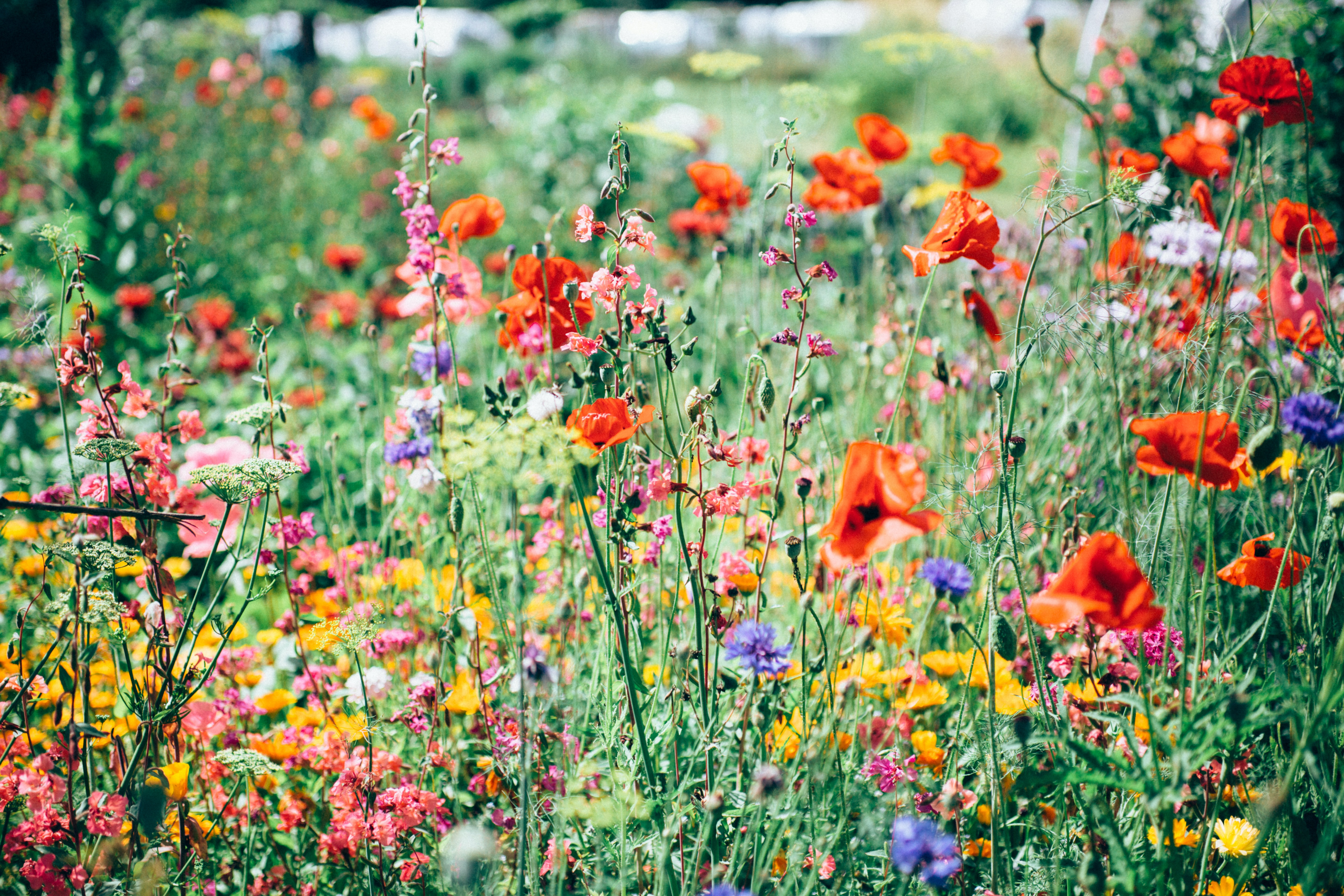 Flower Garden | Photo from Unsplash Website