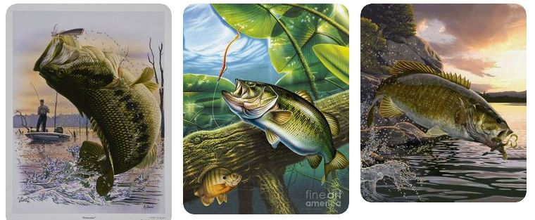 The Top 5 Bass Fishing Wallpapers  Proud Sportsman