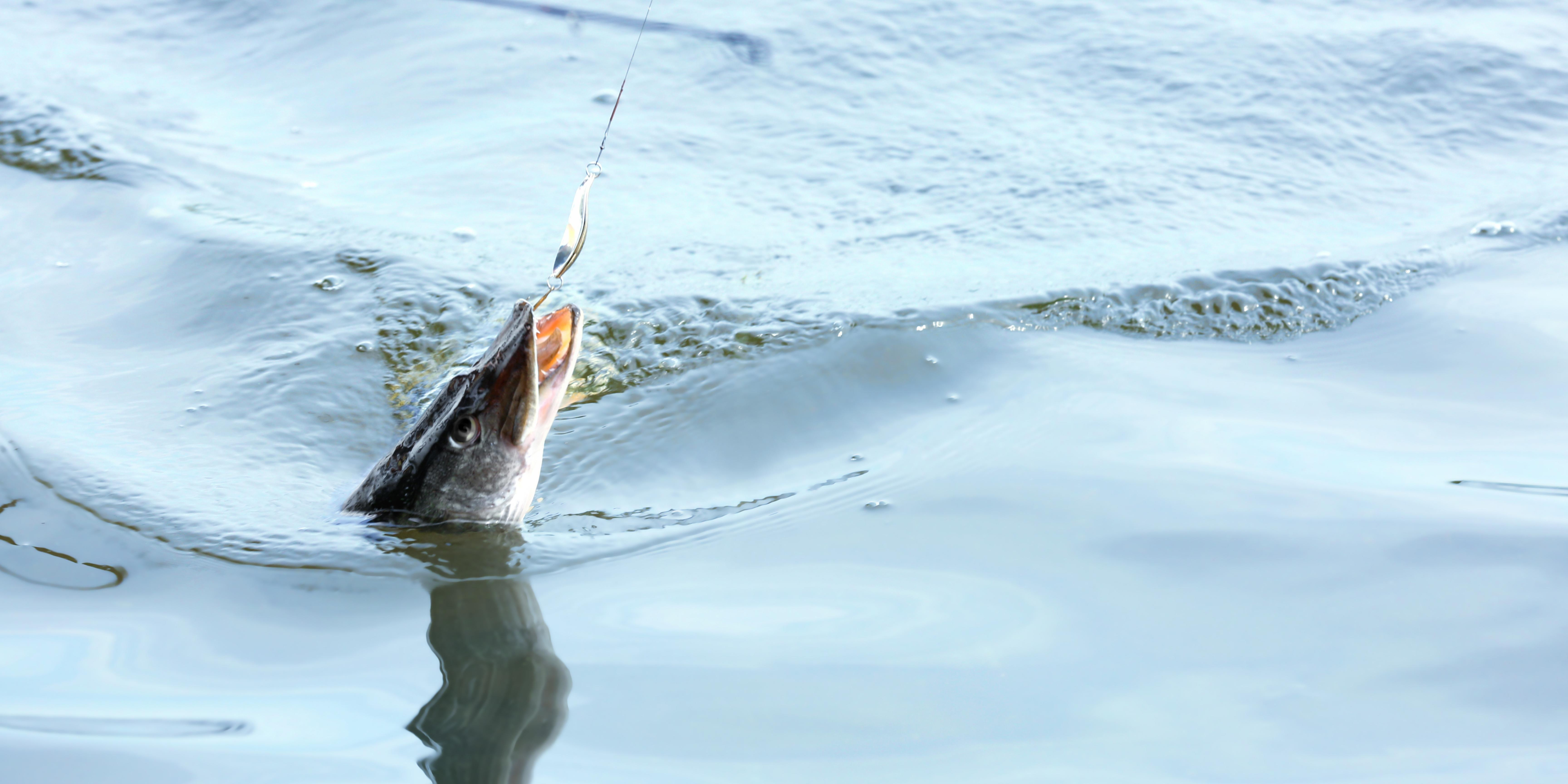 Are Braided Fishing Lines Really The Best?