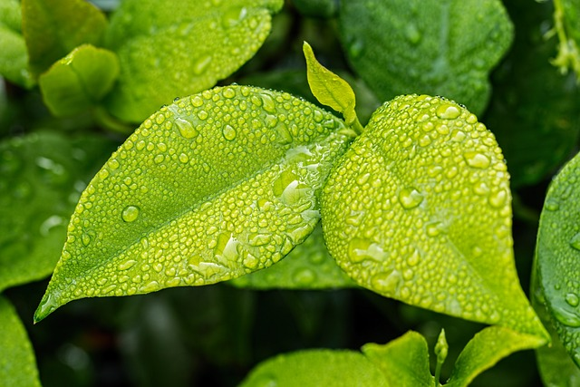 leaf, clean indoor plant leaves