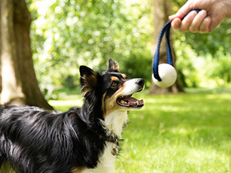 https://www.thekennelclub.org.uk/dog-training/