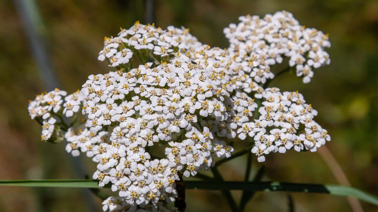 yarrow
