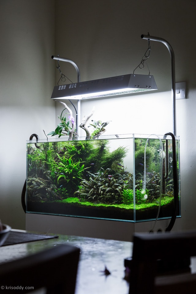 Best fish tank ideas for small aquariums