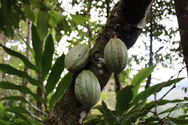 tree, fruit, coca