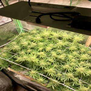 15 Ways How to lower temp in grow tent? - [Ninja Ways]