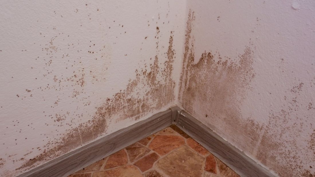 Close-up of water damage on walls with visible mold growth in the corner, extending from the floor to the ceiling, with discoloration and mildew marks on the surface.