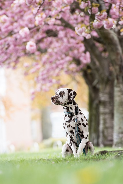dalmatian, dog, park