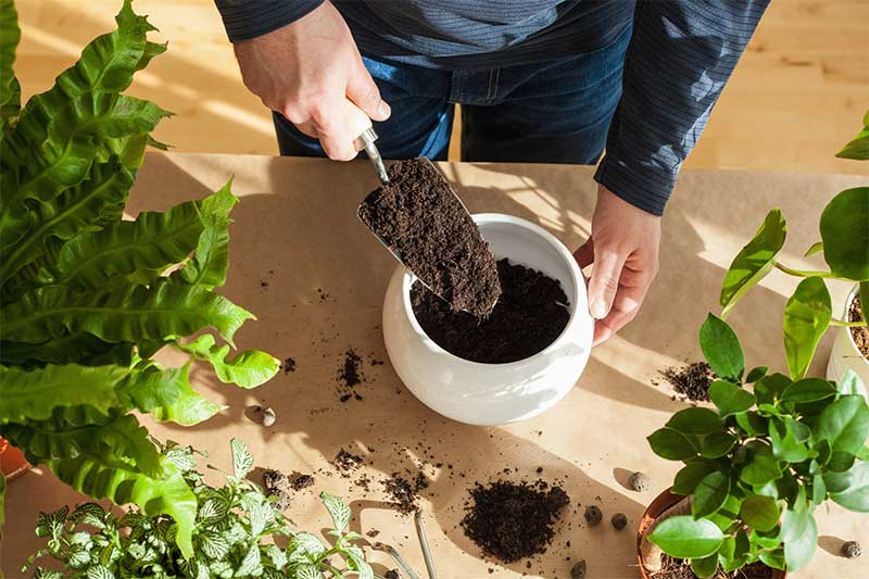 Optimizing Bonsai Health with the Ideal Potting and Soil Mix