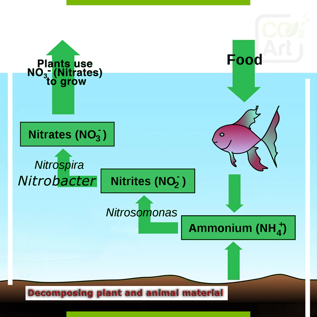 Nitrogen cycle is a vital process