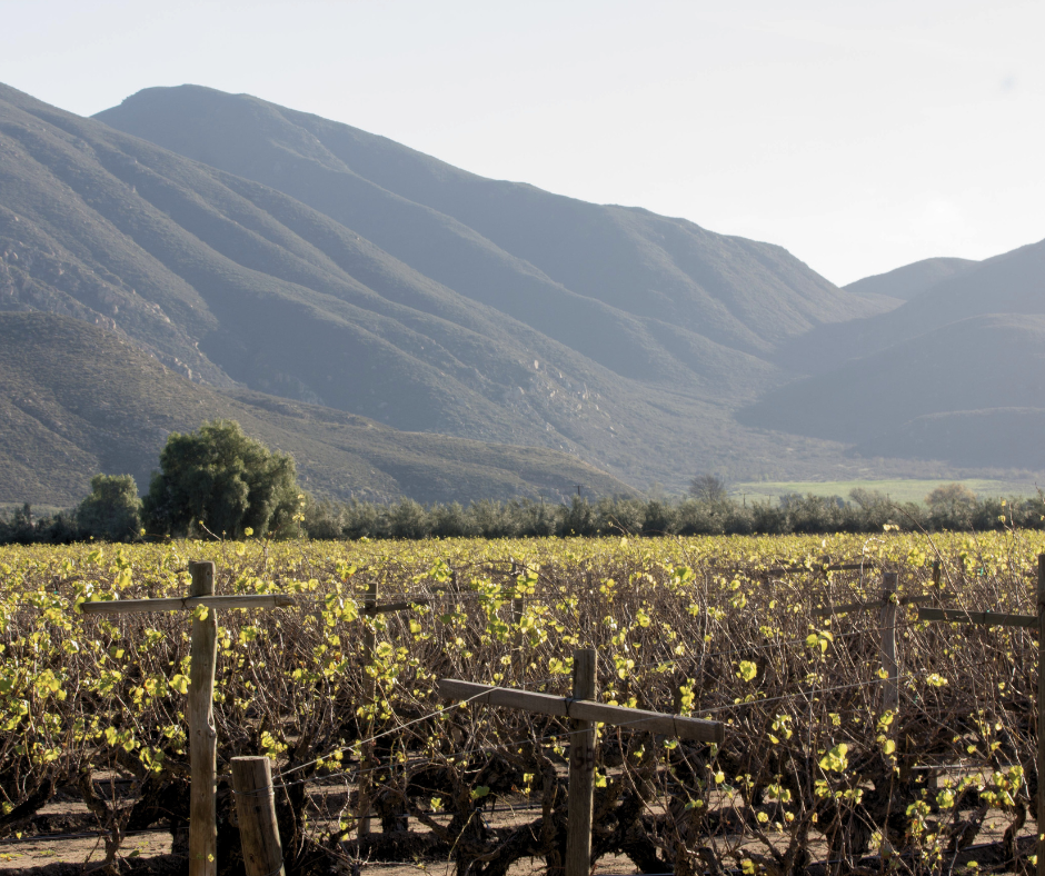 organically grown grapes are different from biodynamic grape growing