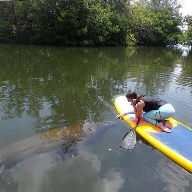 manatee below a stand up paddle board