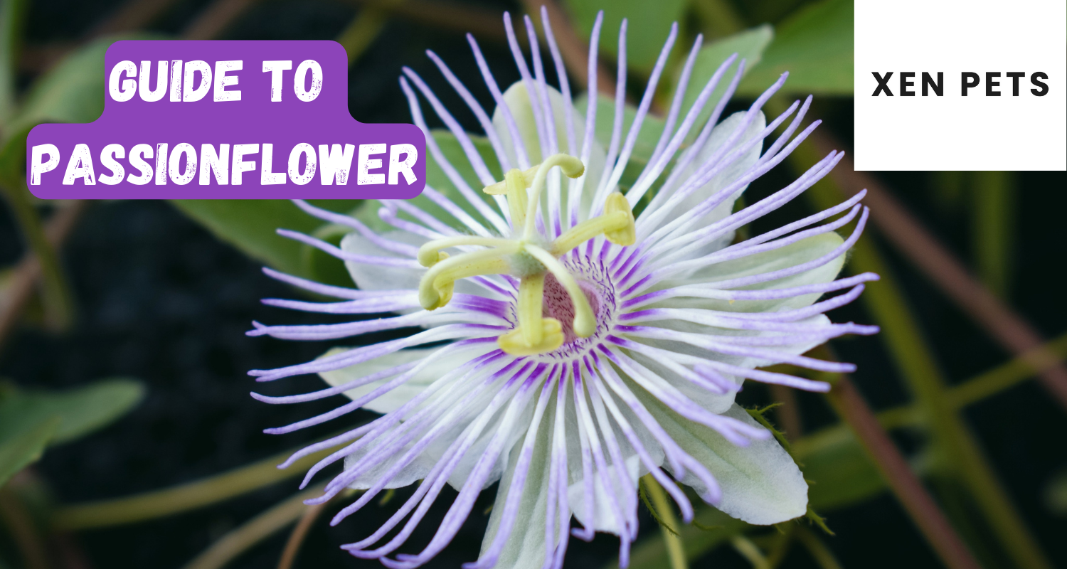 Passion flower