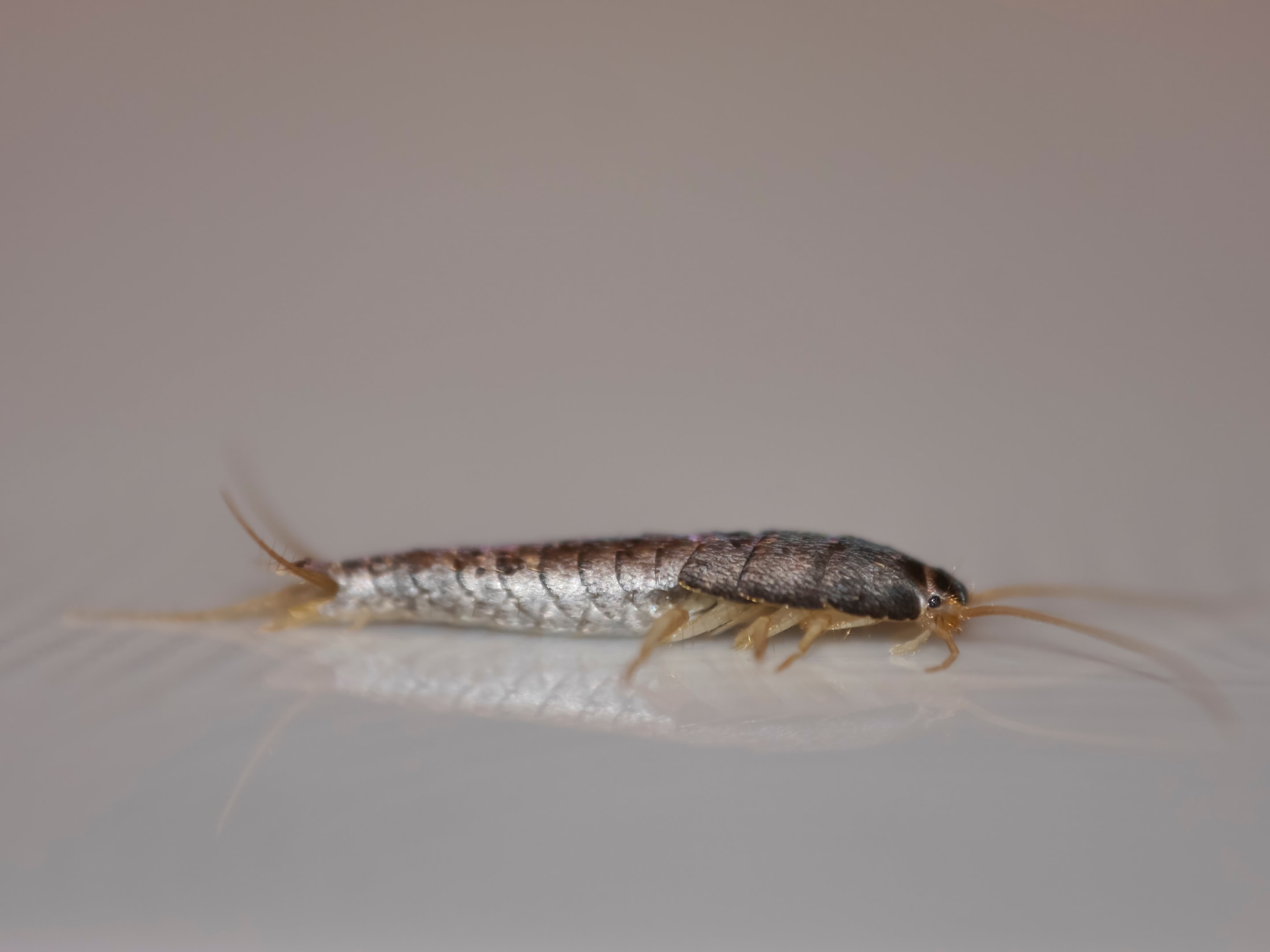 Silverfish as pictured from side.