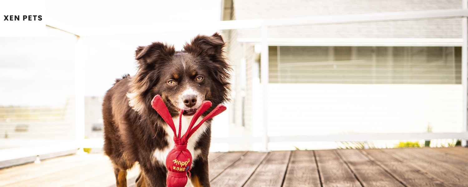dog with a red toy