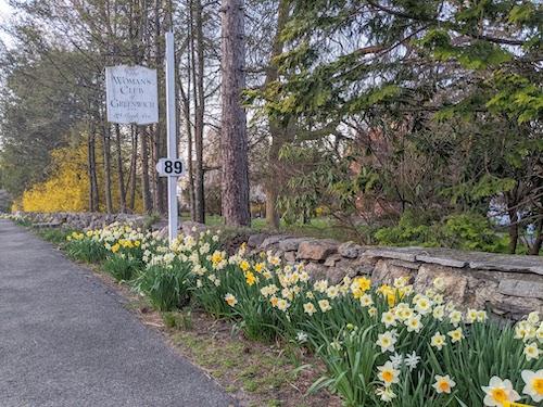 Daffodils blooming along Maple Avenue