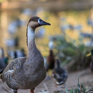 geese, birds that start with O 