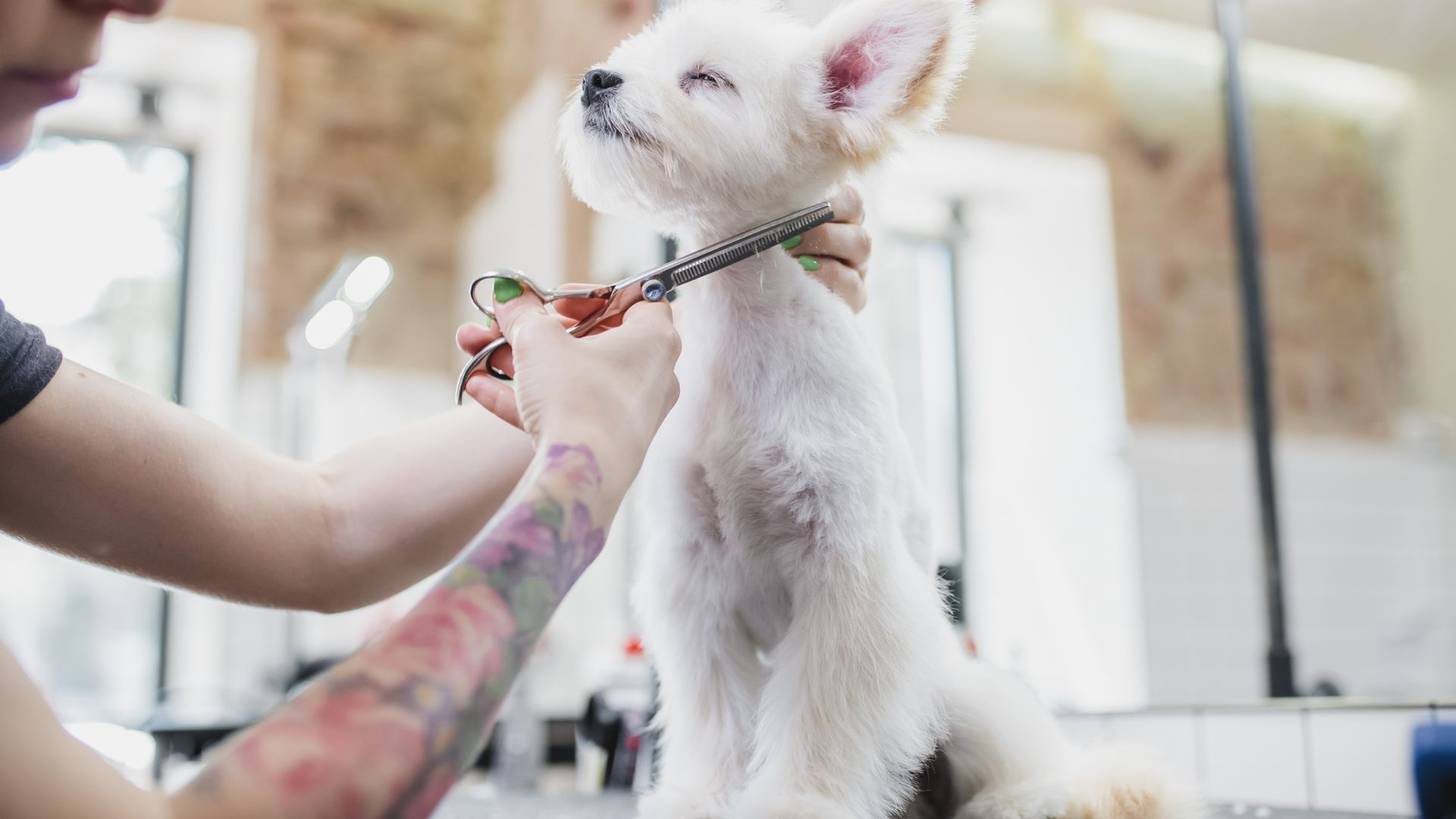 dog hair, double coated dog, dog breeds, double coated dog breeds, dog hair grow, single coated dogs, dog hair growth, dogs hair, double coated breeds, go