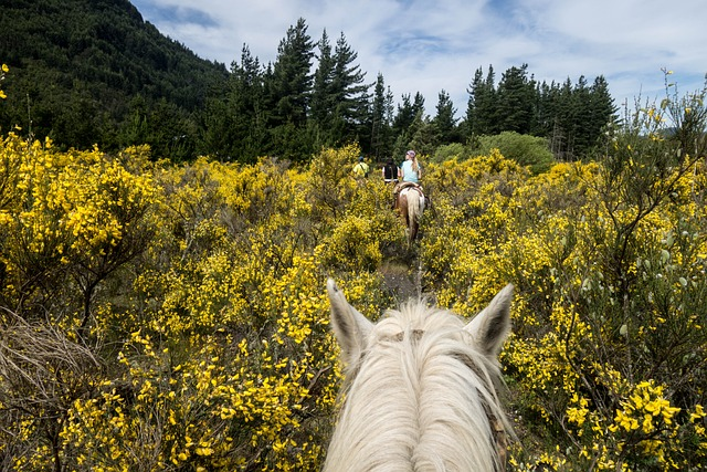 horse, argentina, horseback riding