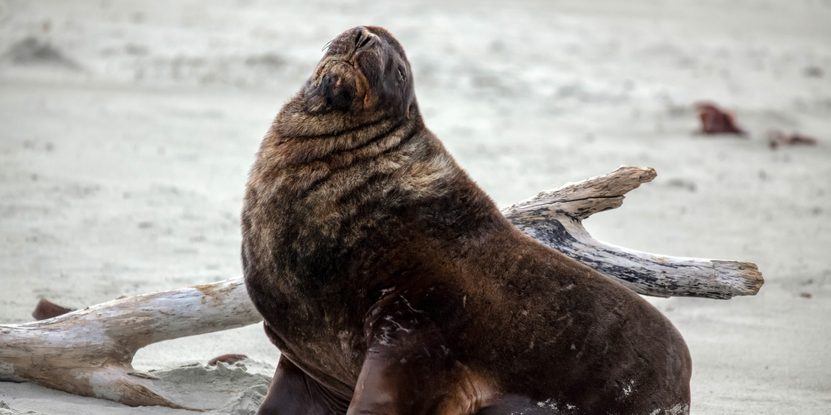 New Zealand s 13 Common Dangerous Animals Revealed