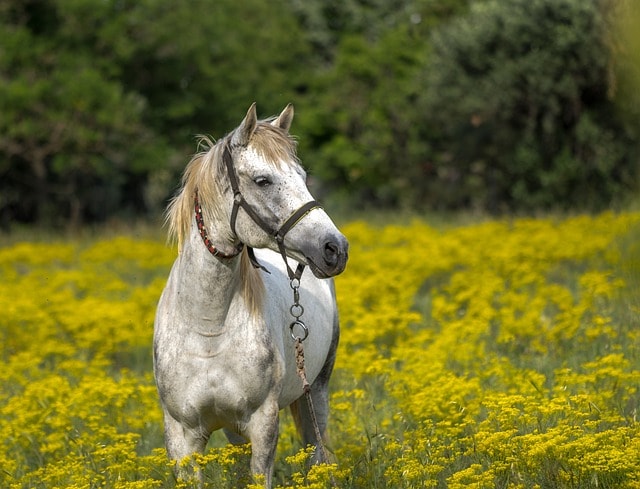 white horse, meadow, spring