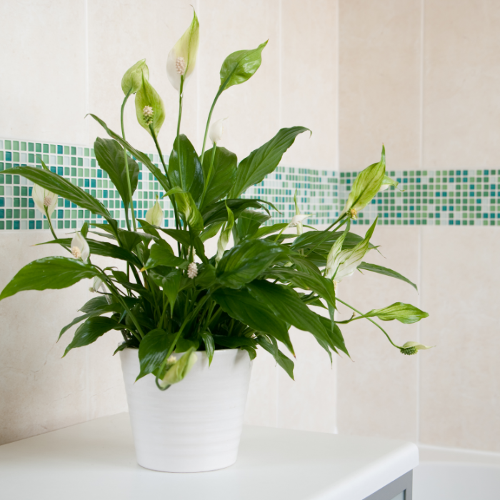 Peace lily with white flowers and long, dark green leaves