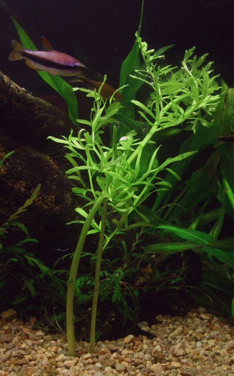 Choose substrate for your plants