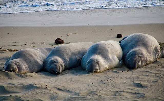 Where To See Seals In Norfolk, sleeping seal