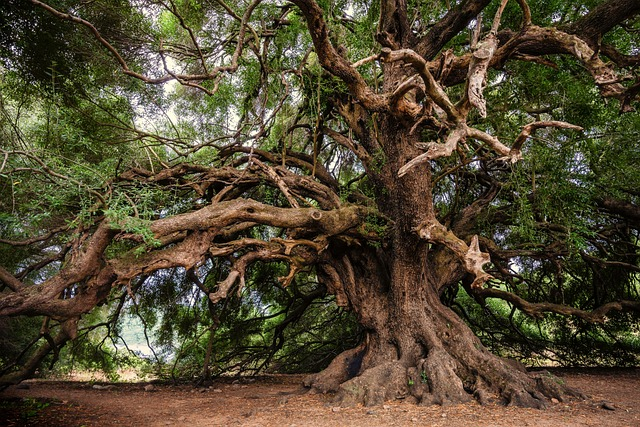 olive tree, old tree, tree