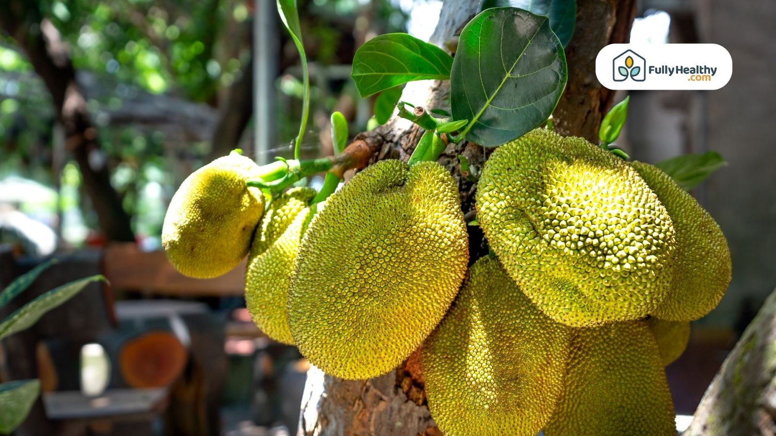 Fresh green jackfruit growing on tree branch in natural sunlight