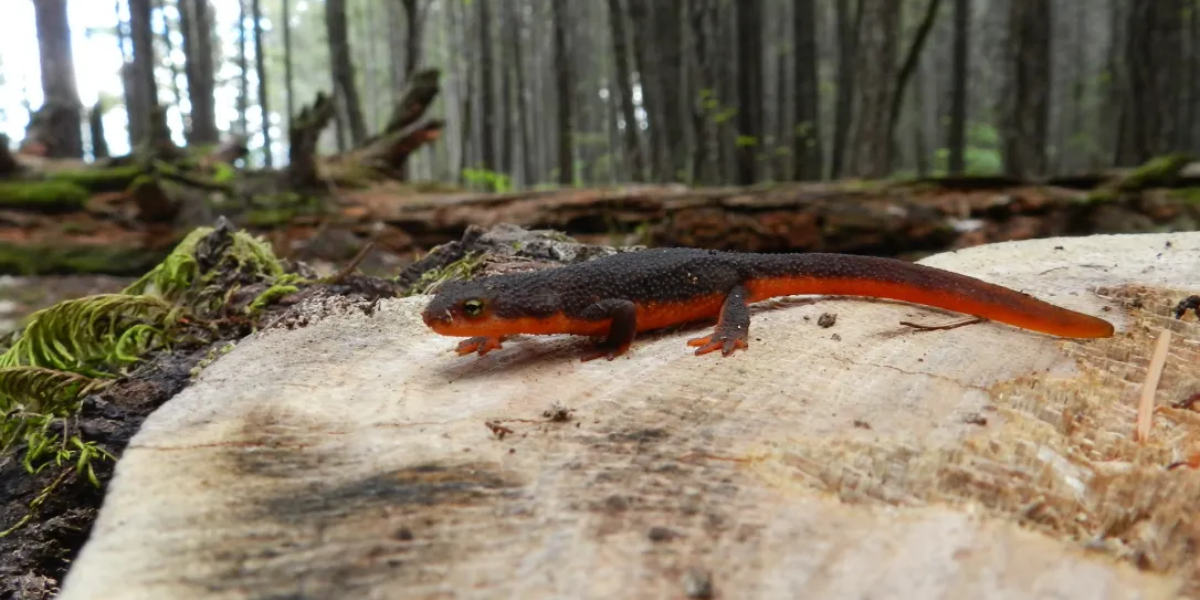 interesting animals in redwood national park