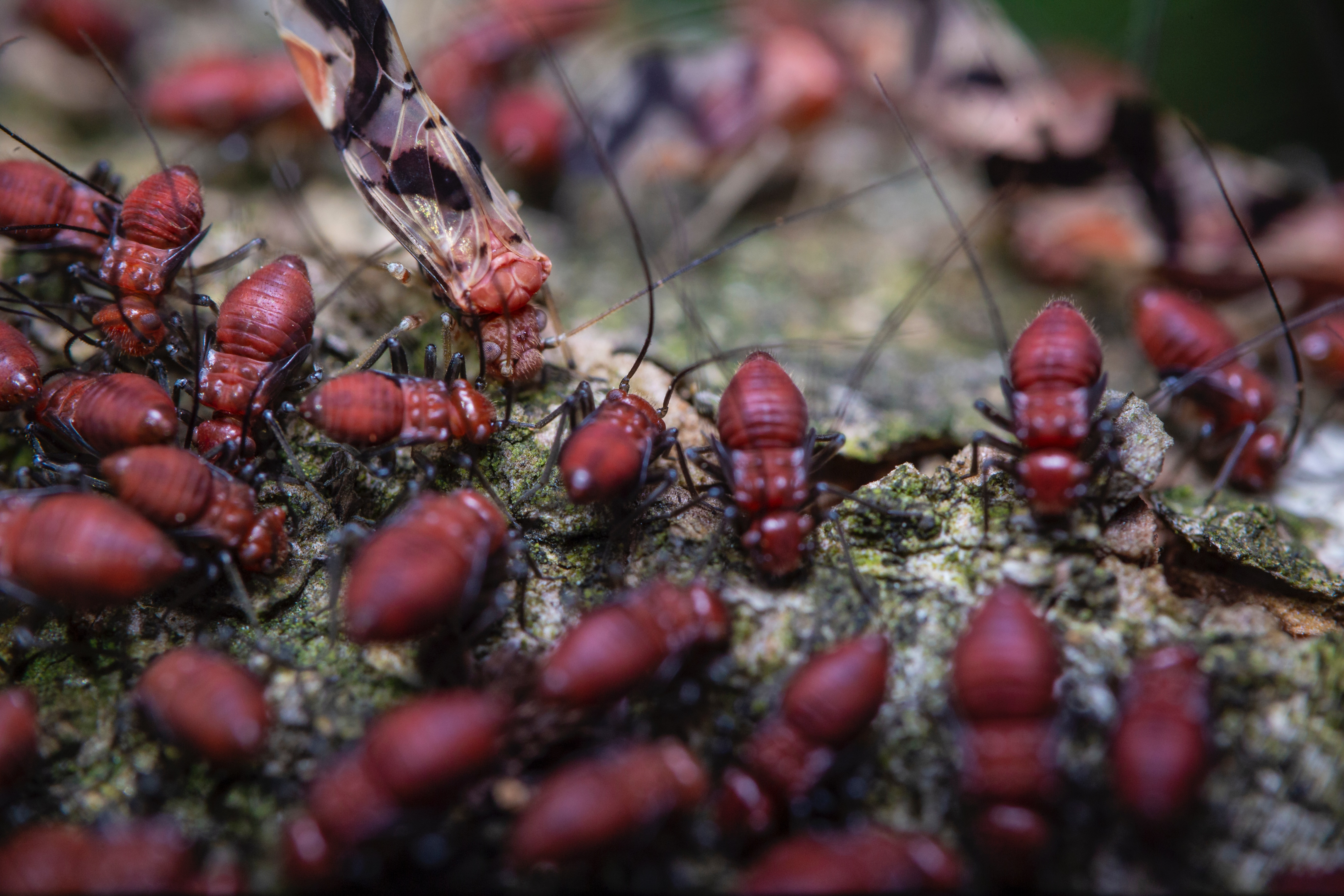 Infestation of termites
