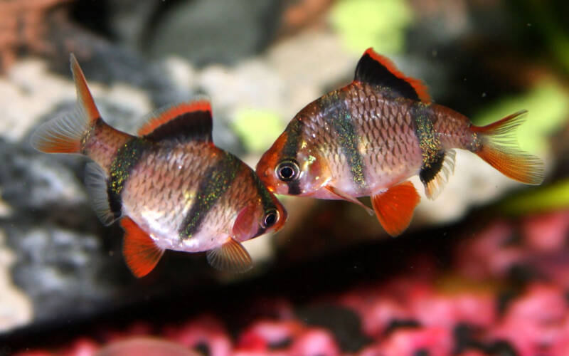 a couple of tiger barbs