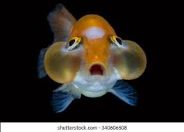 1,035 Bubble eye goldfish Images, Stock Photos & Vectors | Shutterstock