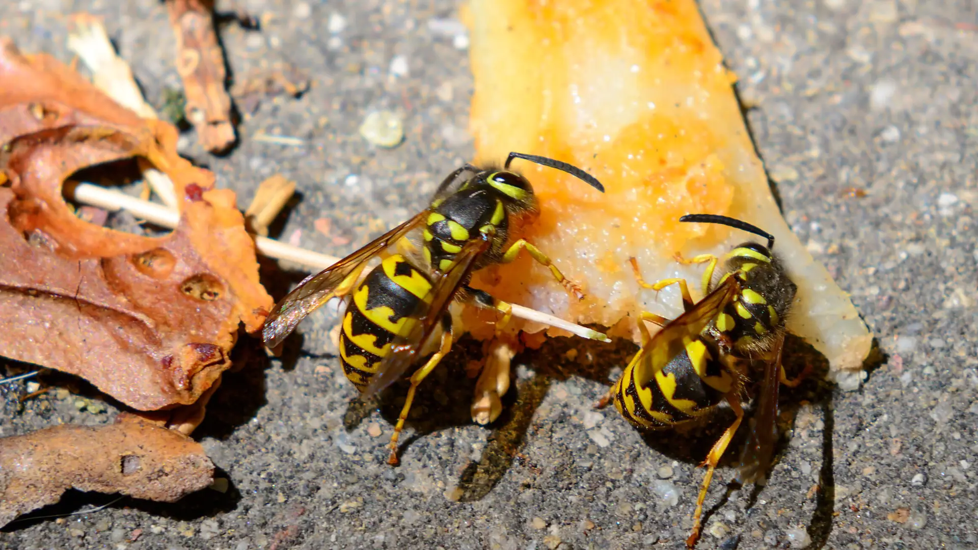 Two yellowjackets eating some fruit on the pavement.