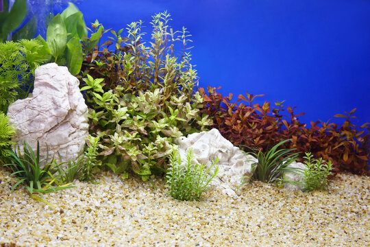 Live sand for freshwater hot sale aquarium