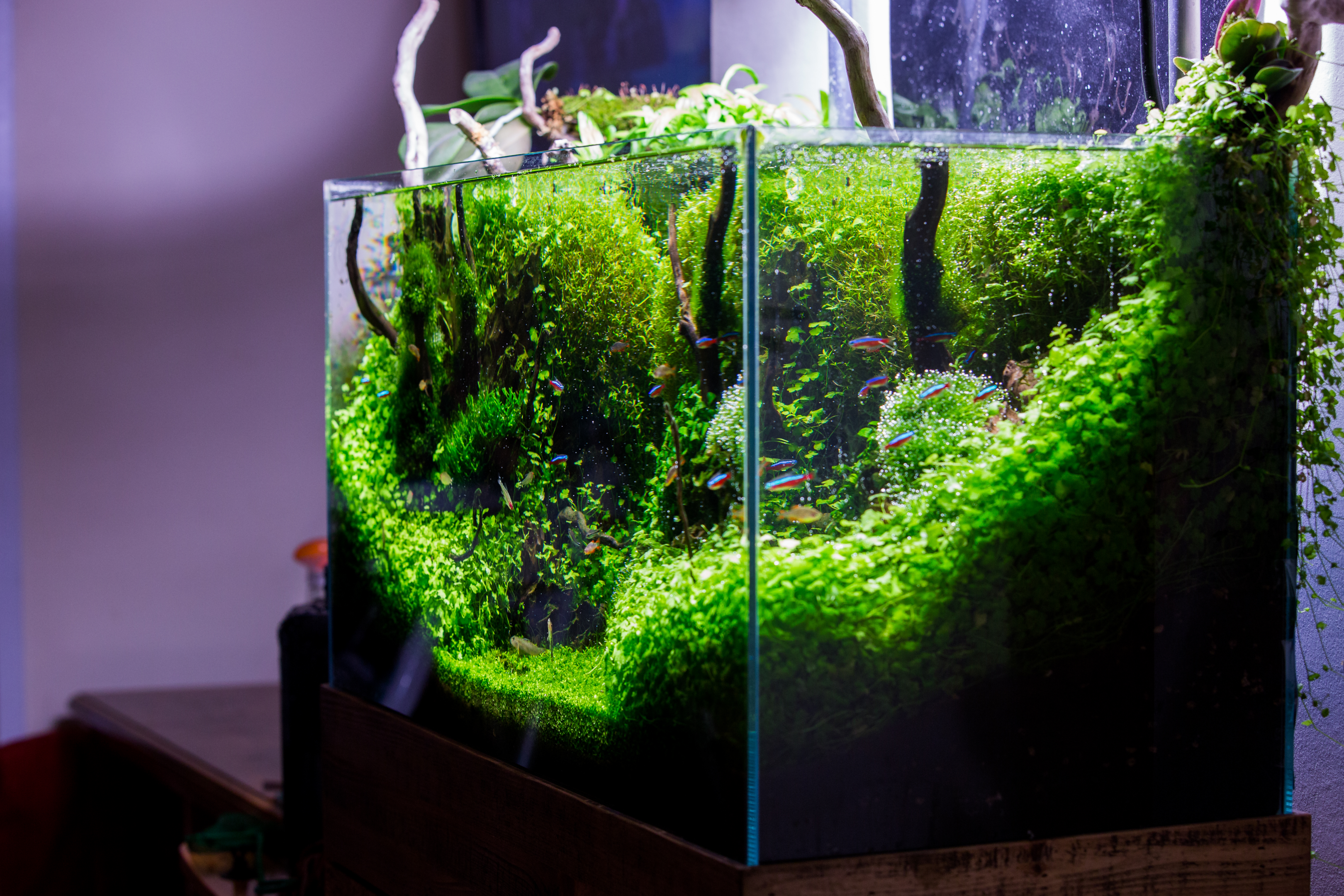 a crystal clear fish tank