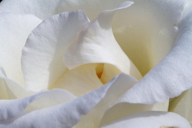 rose, white, blossom, beautiful flowers, bloom, nature, flower background, bloom, beauty, flower wallpaper, rose blossom, flower, rose flower, rose petals