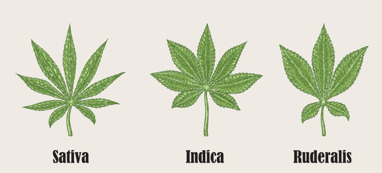 Difference between Sativa leaves, indica leaves, and ruderalis leaves