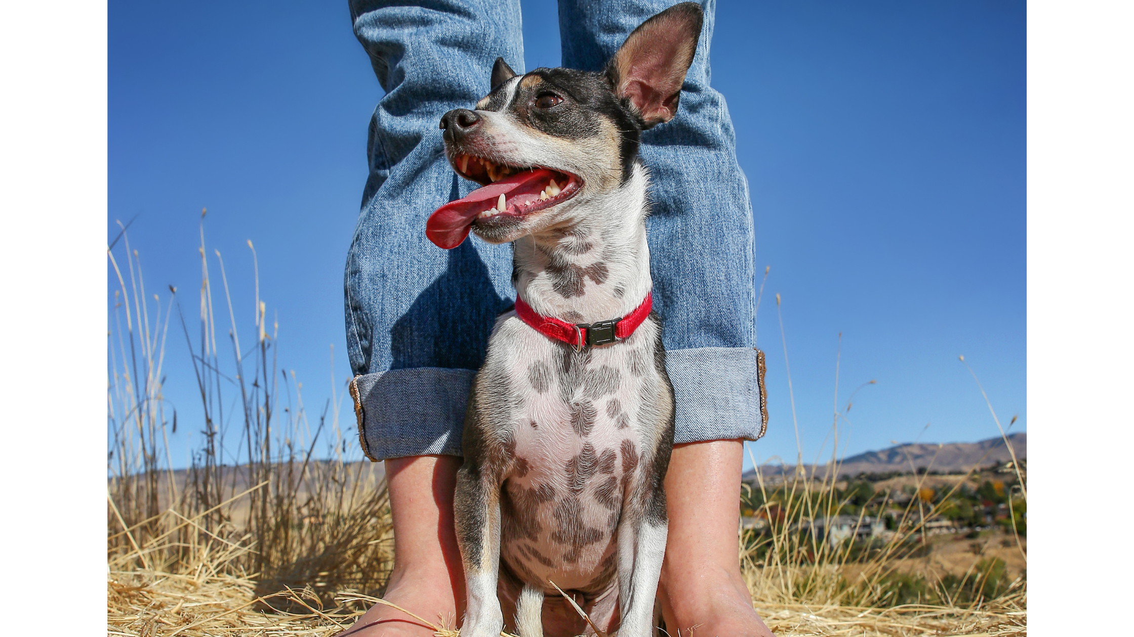 A Rat Terrier standing between an older child's legs
