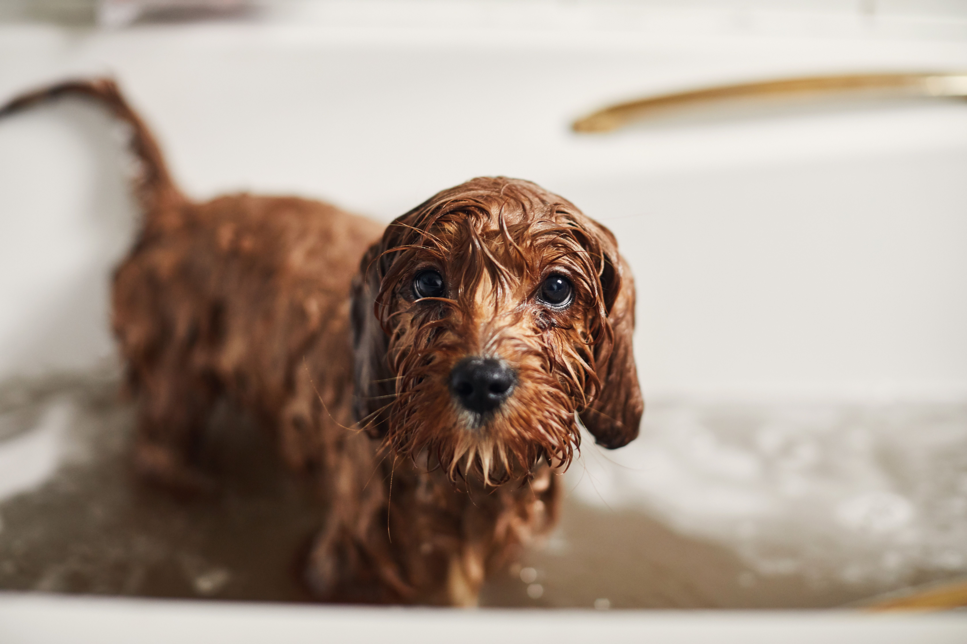 seek consultation if your dog is having a skin disease