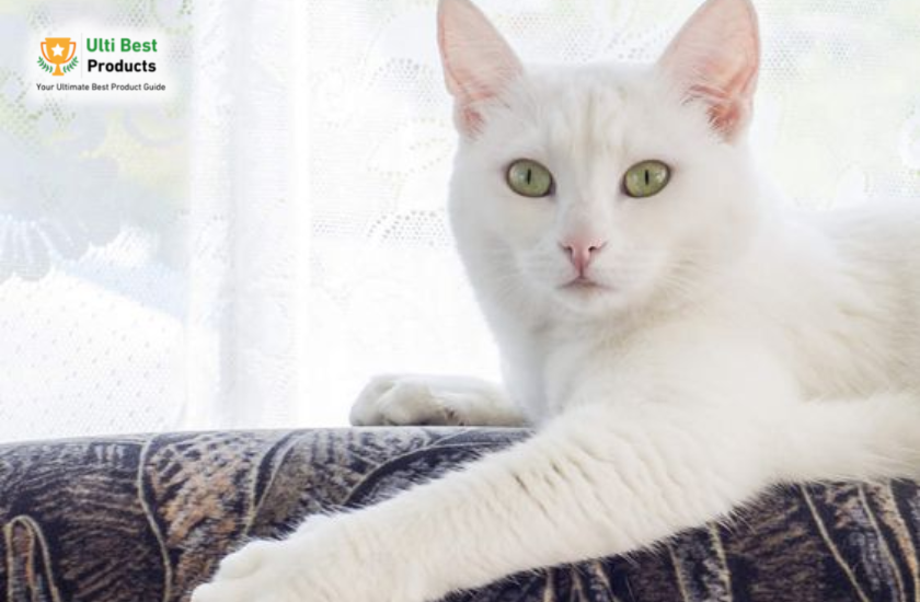 American Shorthair Image Credit: Pinterest in a post about 26 of The Best White Cat Breeds
