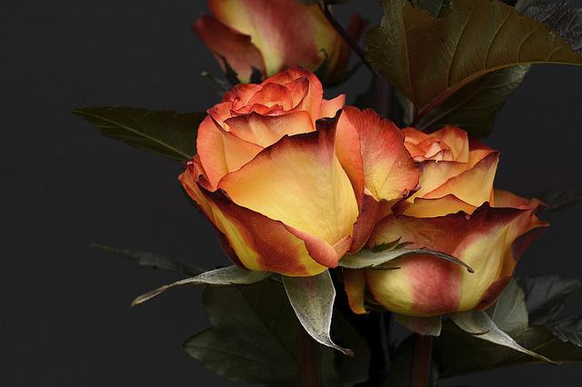 roses éternelles