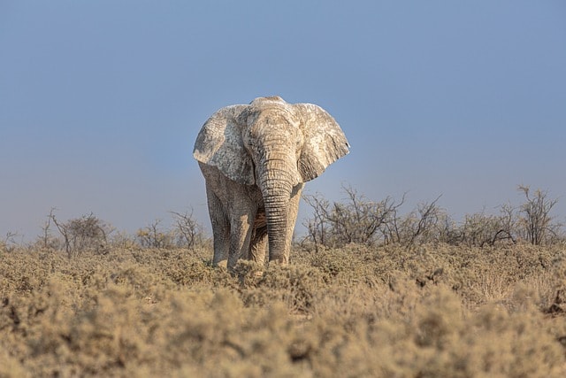 african elephant, elephant, pachyderm