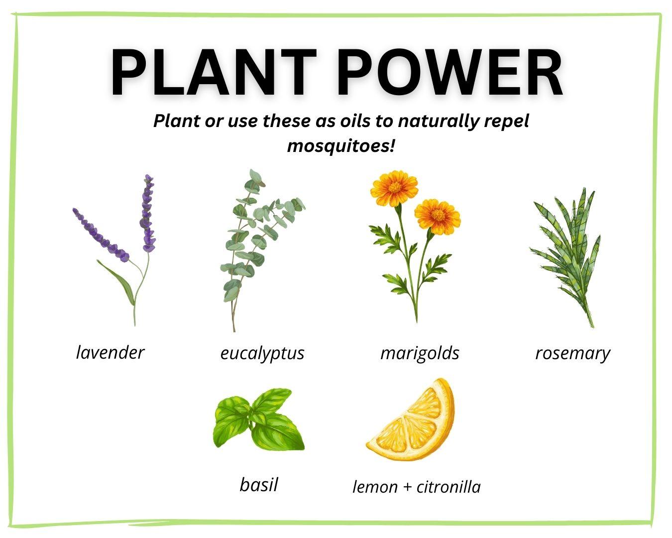 plants and herbs that naturally repel mosquitoes