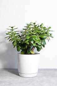 Jade Plant Pictures | Download Free Images on Unsplash