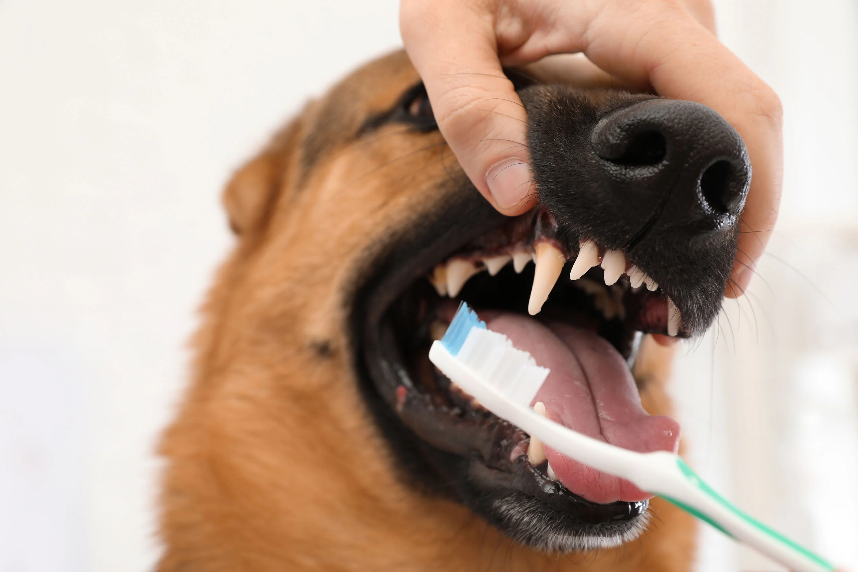 Preventive Measures for Dental Hygiene