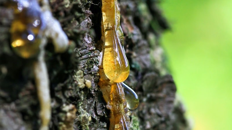 Sap falling from a Pine Tree