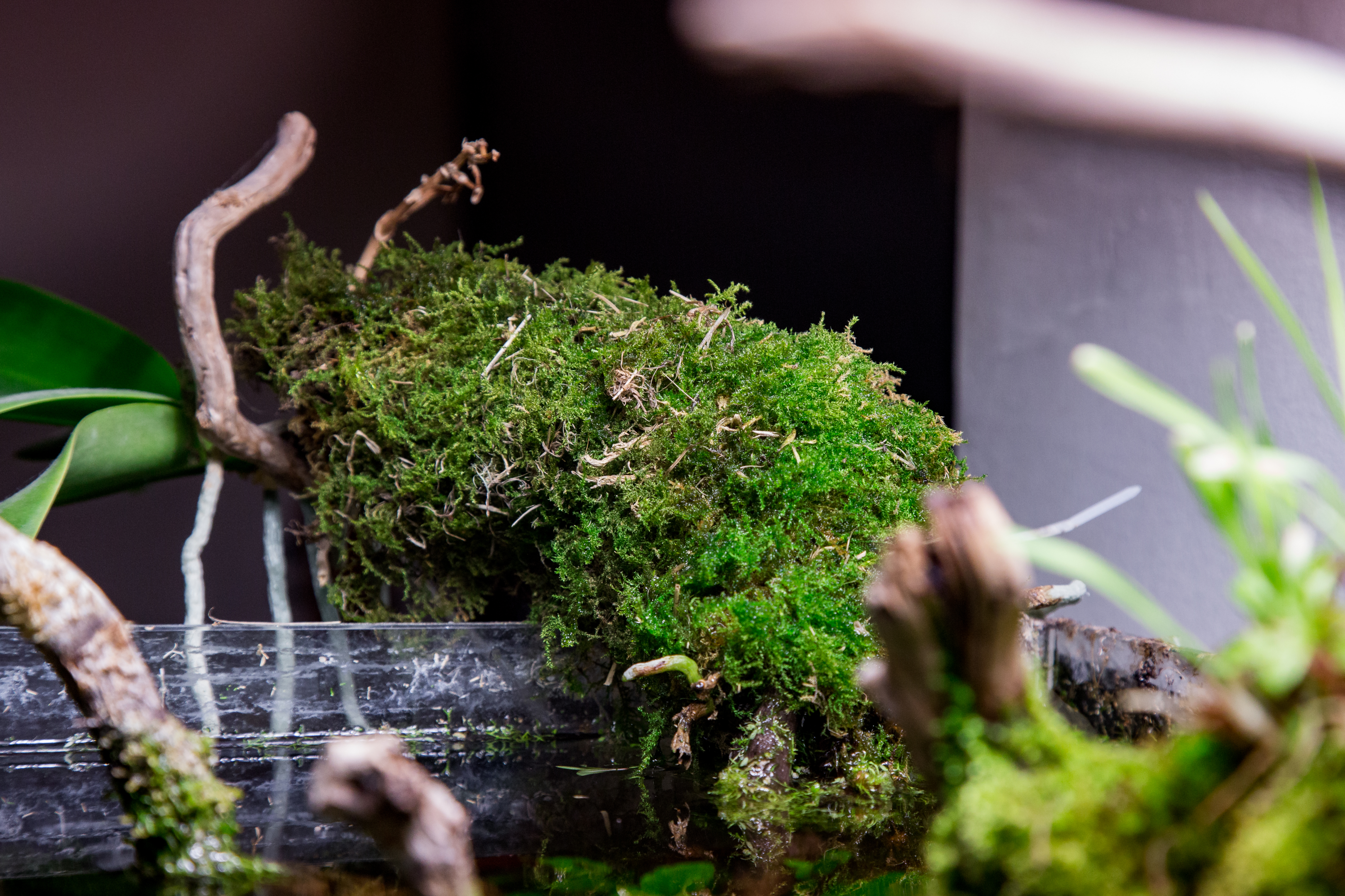 aquatic moss by Chris Oddy